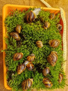 Підліток АрхАхатини Овум