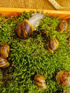 Підліток АрхАхатини Овум