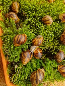 Підліток АрхАхатини Овум