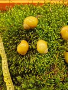 Підліток АрхАхатини Ukrainian White Gold