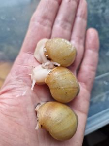 Підліток АрхАхатини Ukrainian White Gold