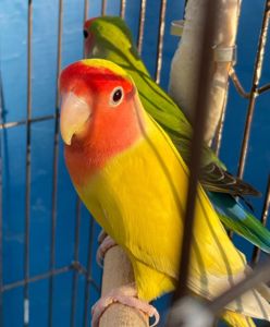 Неразлучники