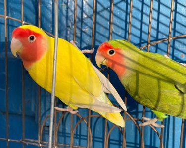 Неразлучники