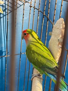 Неразлучники