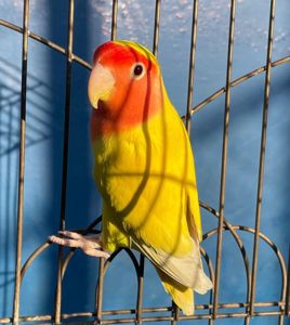 Неразлучники