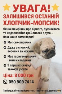 Цуценята мопса