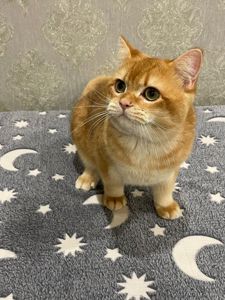 Золотиста британська шиншила - котики 8 місяців