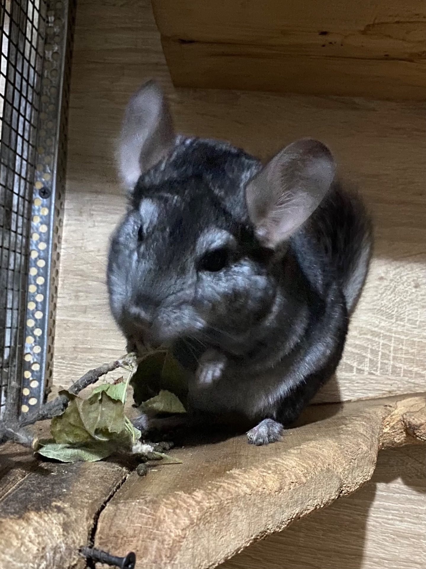 Молоденька дівчинка шиншилка