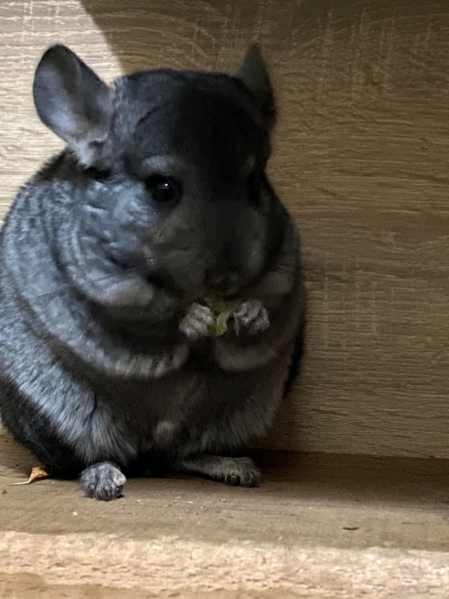 Молоденька дівчинка шиншилка