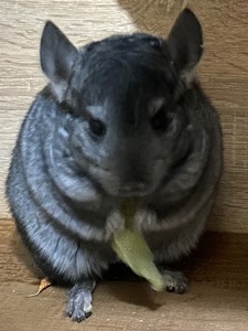 Молоденька дівчинка шиншилка