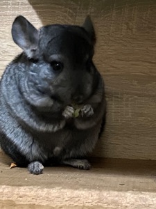 Молоденька дівчинка шиншилка