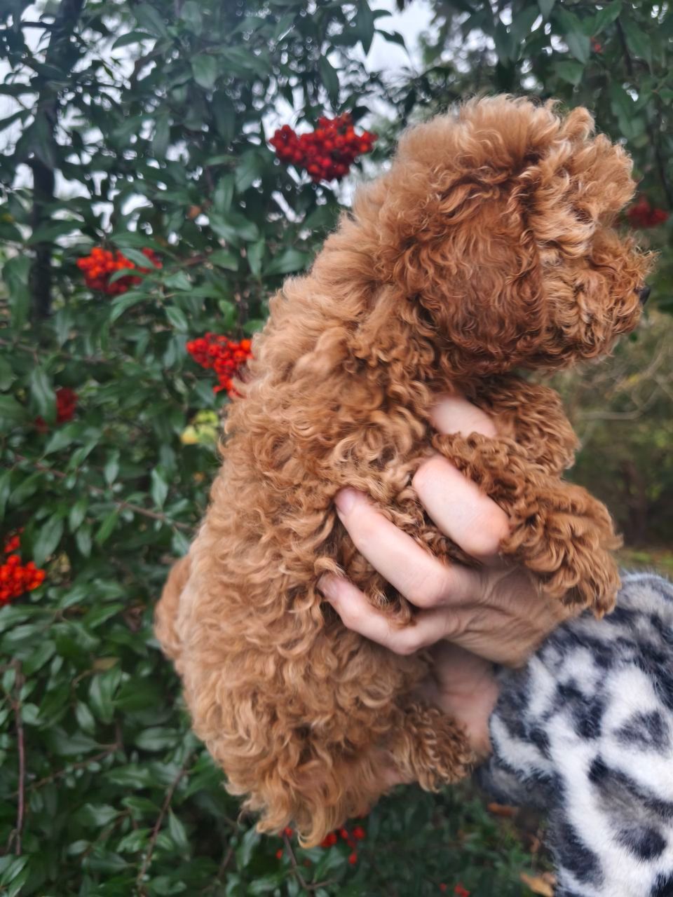 Чарівний хлопчик мальтипу