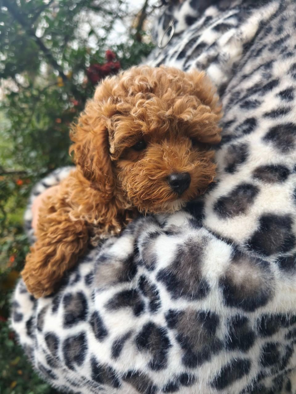 Чарівний хлопчик мальтипу