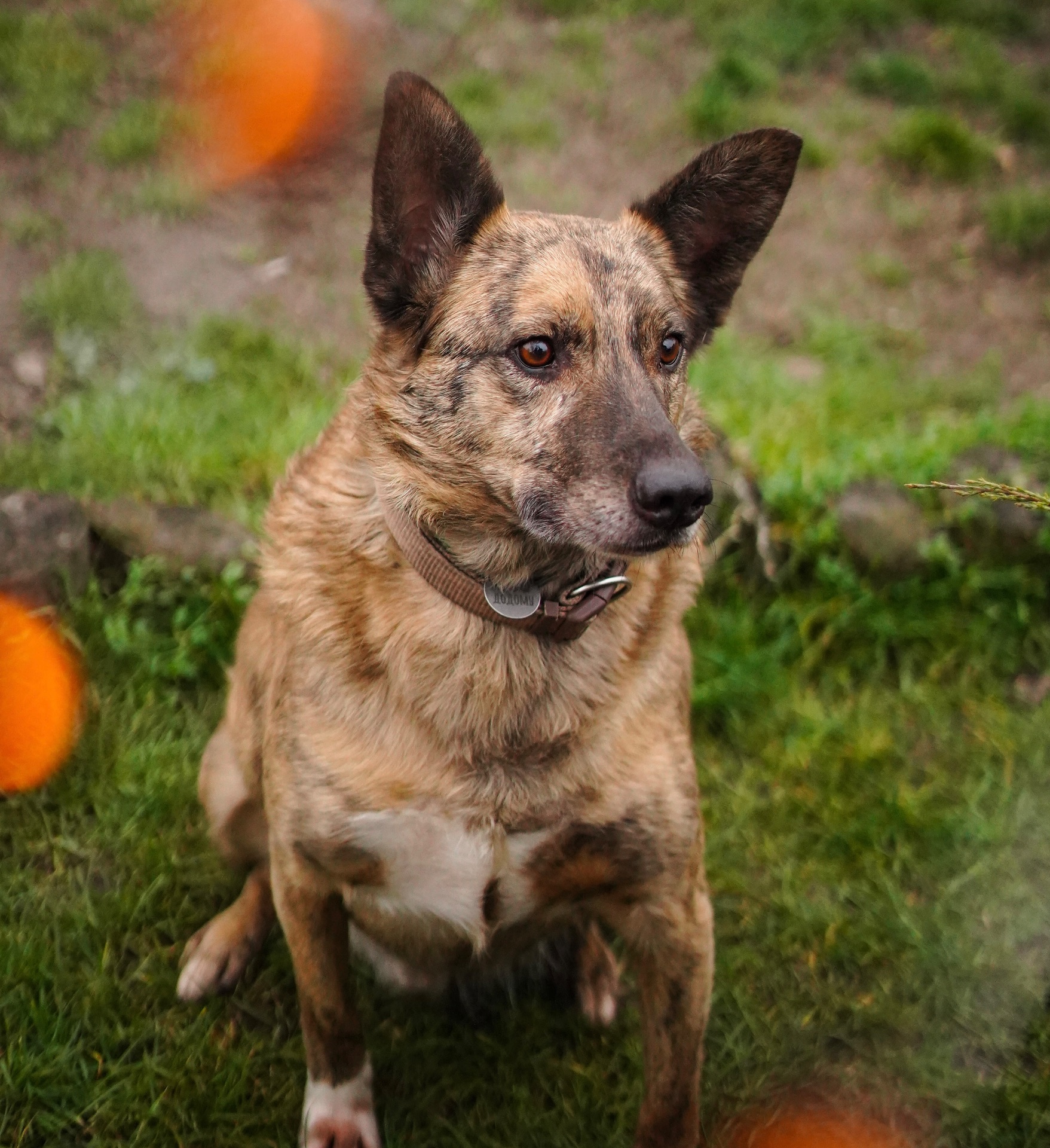 Тигрова собака для квартири