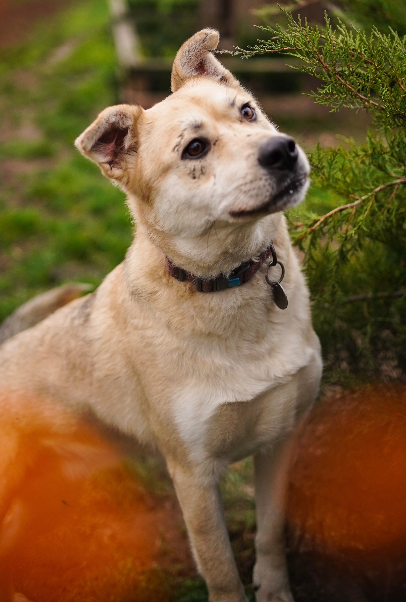 Собака з Донецької області