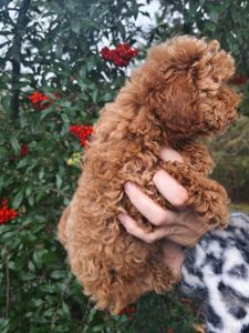 Чарівний хлопчик мальтипу