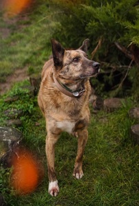 Тигрова собака для квартири