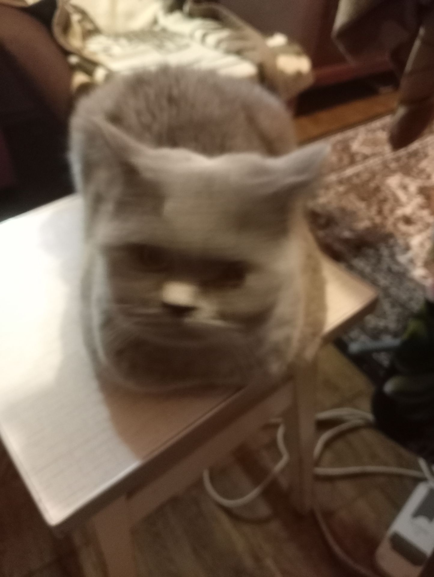 Британский котик подросток