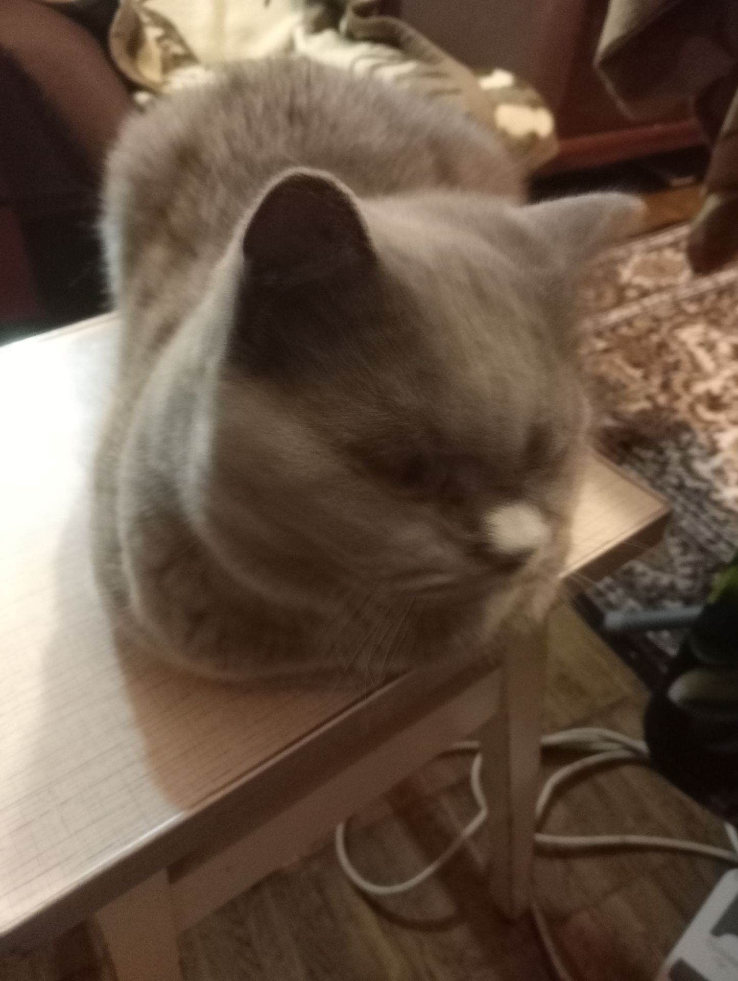 Британский котик подросток