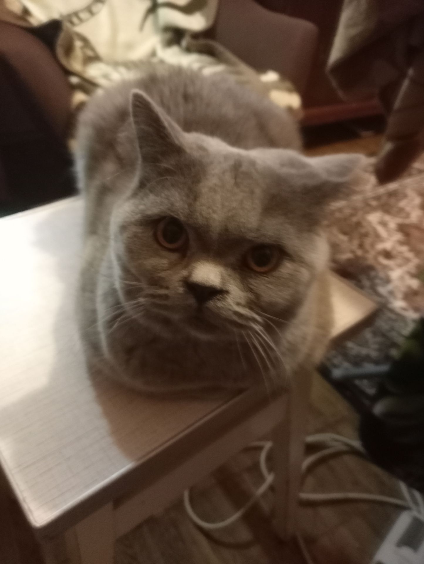 Британский котик подросток