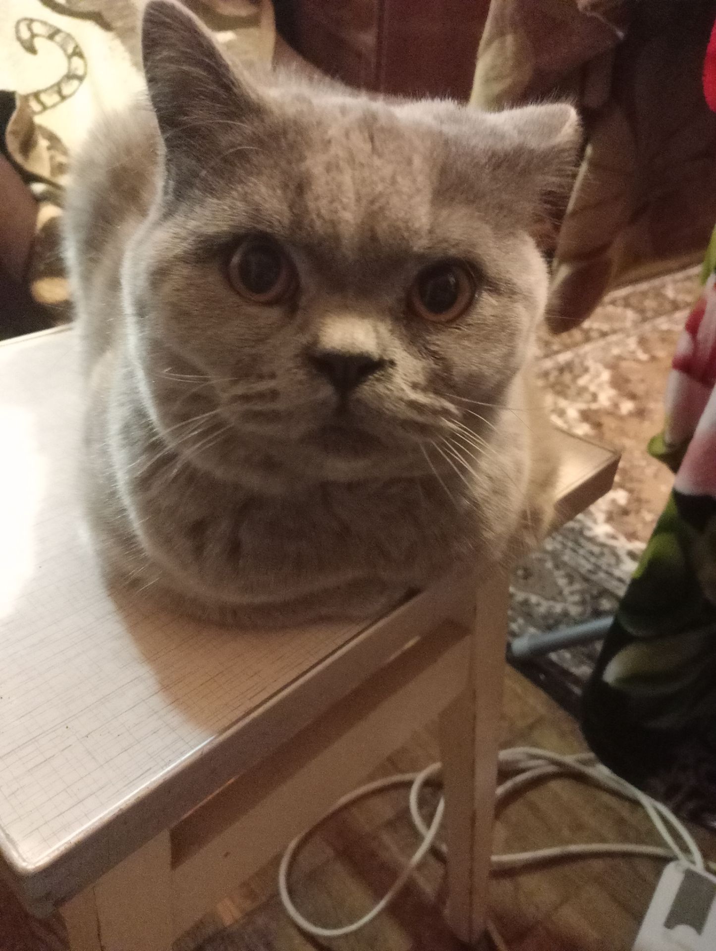 Британский котик подросток