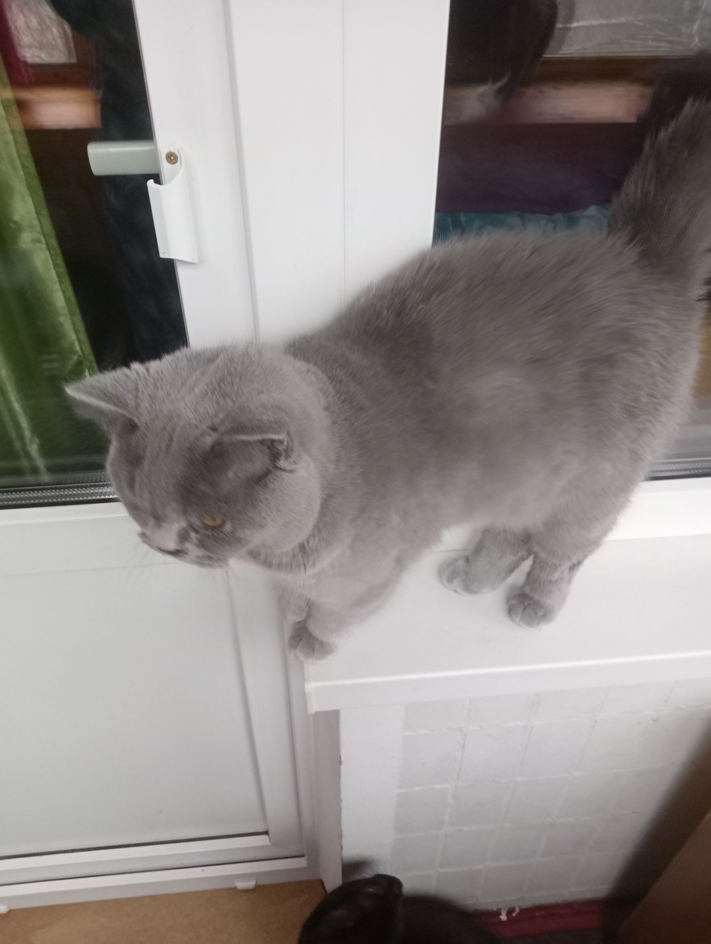 Британский котик подросток