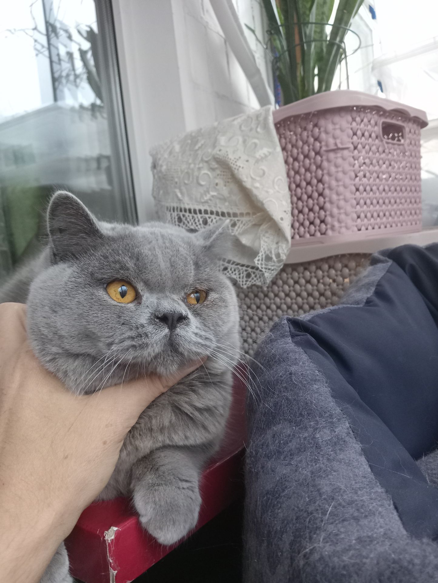 Британский котик подросток