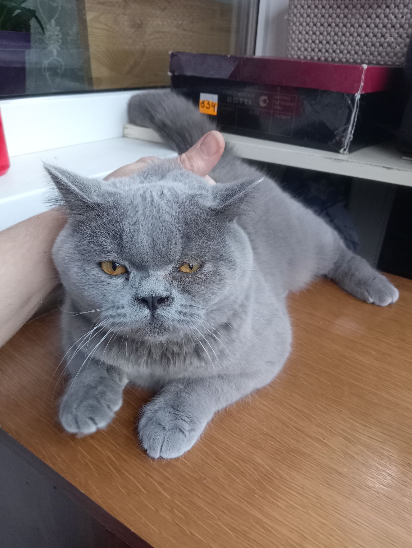 Британский котик подросток