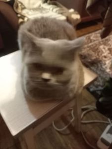 Британский котик подросток