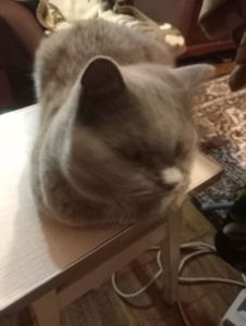 Британский котик подросток