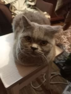 Британский котик подросток