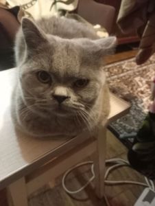 Британский котик подросток