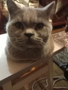 Британский котик подросток