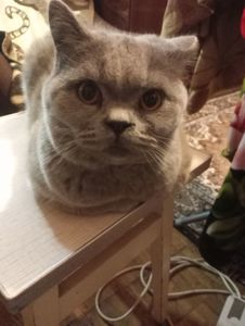 Британский котик подросток