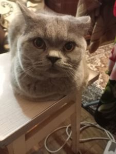 Британский котик подросток