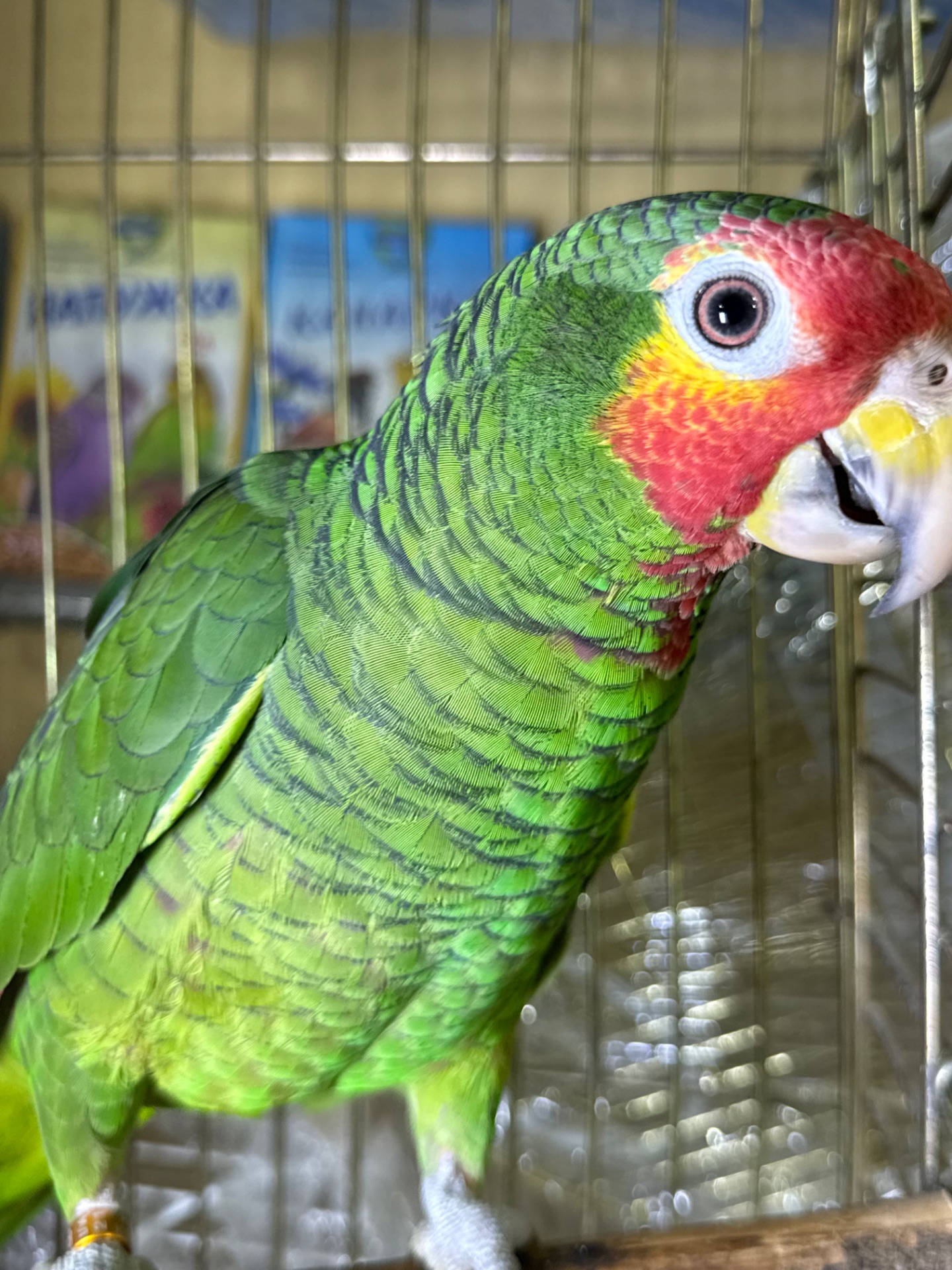 Говорящий и ручной попугай Амазон