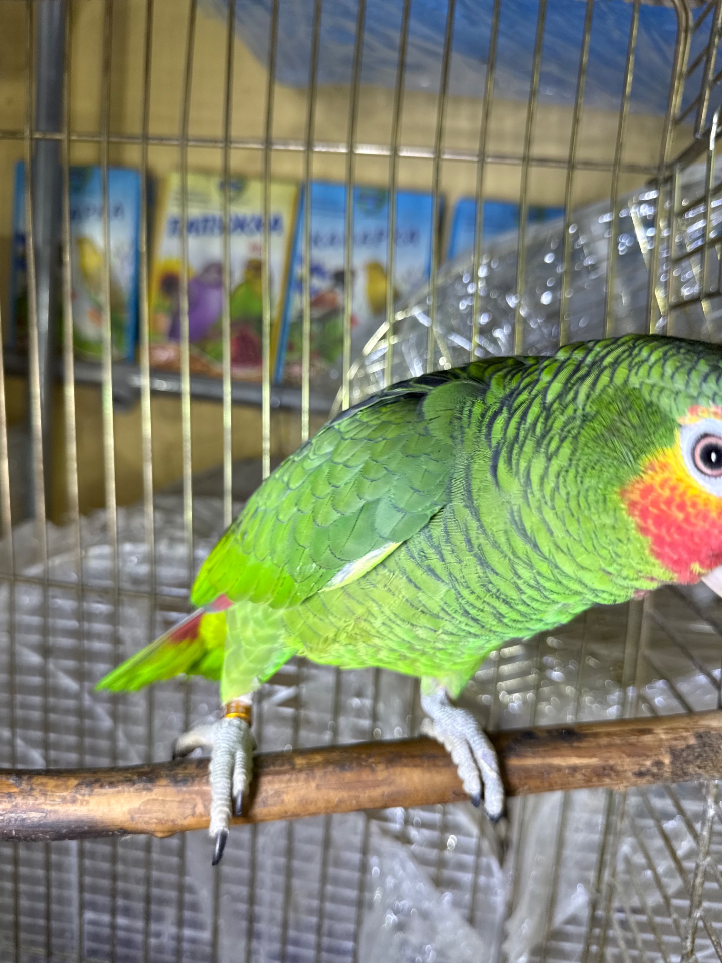 Говорящий и ручной попугай Амазон