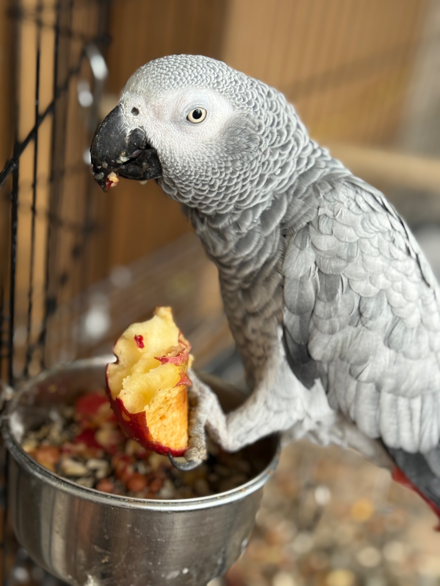 Говорящий попугай Жако и ручной