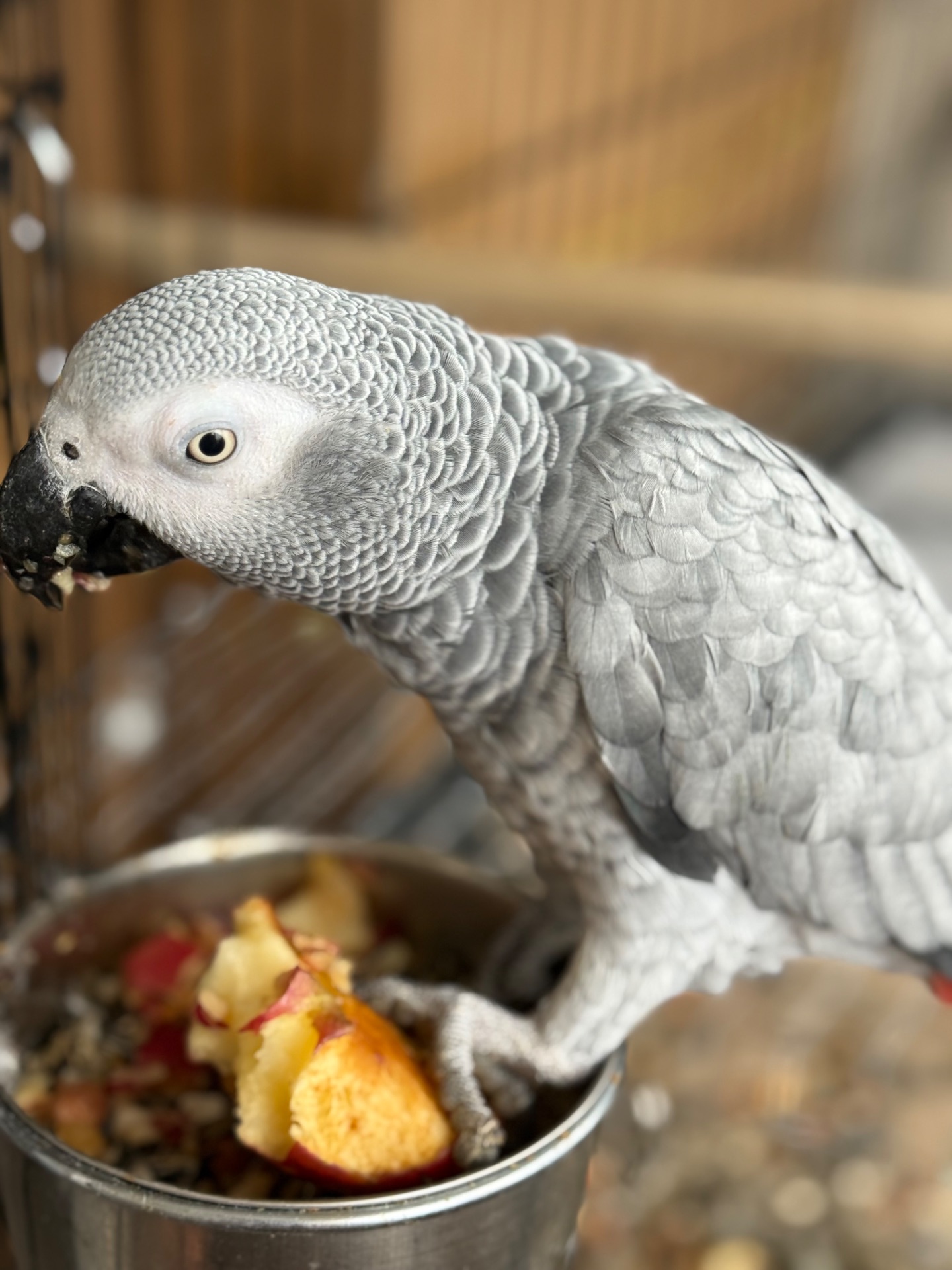 Говорящий попугай Жако и ручной