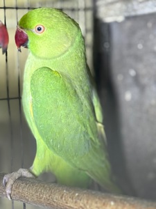 Ожерелові папужки молоді та ручні кольори різні