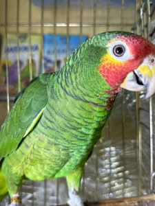 Говорящий и ручной попугай Амазон