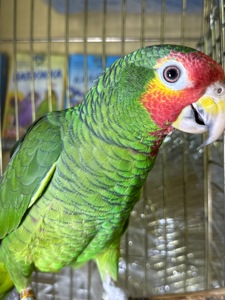 Говорящий и ручной попугай Амазон