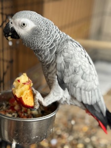 Говорящий попугай Жако и ручной