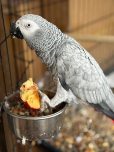 Говорящий попугай Жако и ручной