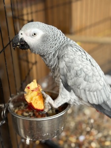 Говорящий попугай Жако и ручной