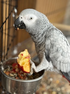 Говорящий попугай Жако и ручной