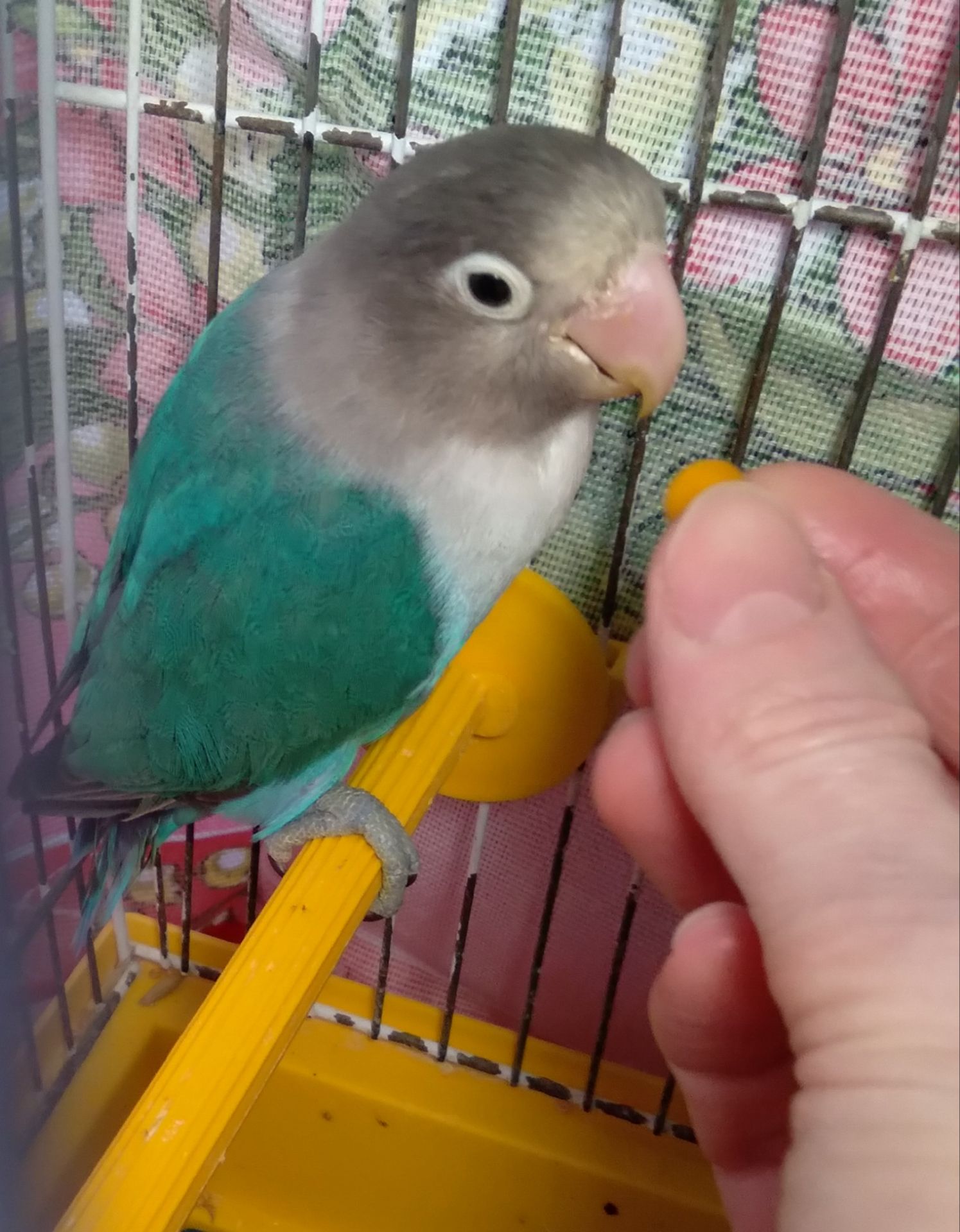 Неразлучники Фишера молоденькая парочка