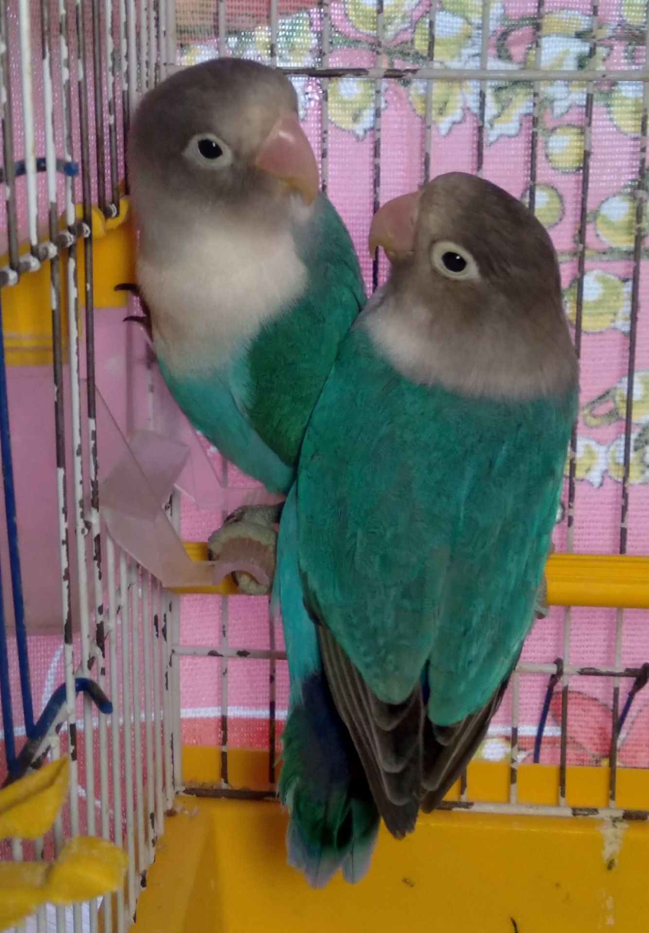 Неразлучники Фишера молоденькая парочка