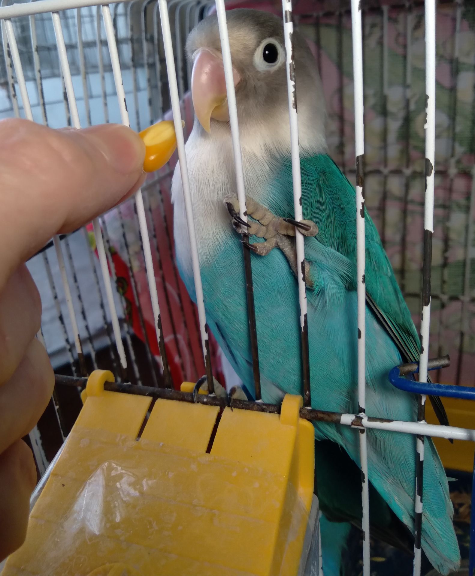 Неразлучники Фишера молоденькая парочка