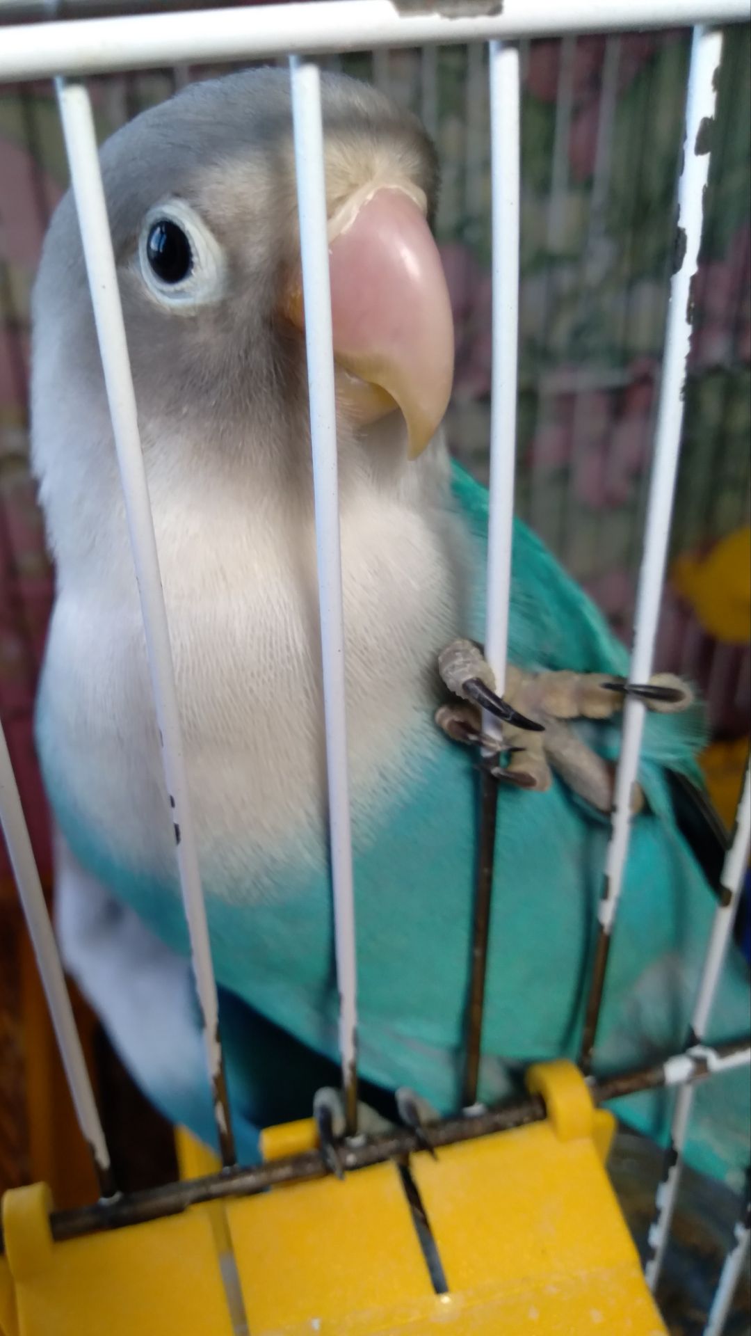 Неразлучники Фишера молоденькая парочка